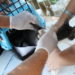 O CRMV-SP alerta para o crescimento da esporotricose animal em São Paulo. Gatos são principais transmissores, e casos humanos exigem atenção médica precoce. Saiba como prevenir e tratar.