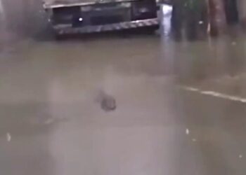 Jacaré é resgatado pelos bombeiros após aparecer em rua de Duque de Caxias