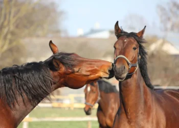 Estudo aponta que emoções humanas influenciam o comportamento de cavalos