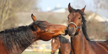 Estudo aponta que emoções humanas influenciam o comportamento de cavalos