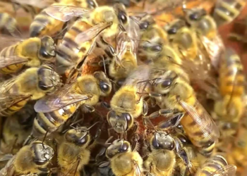 Brasil registra explosão de ataques de abelhas e falta de soro preocupa especialistas
