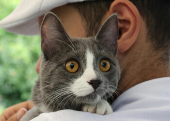 Estudo revela paralelos genéticos entre câncer em gatos e humanos.
