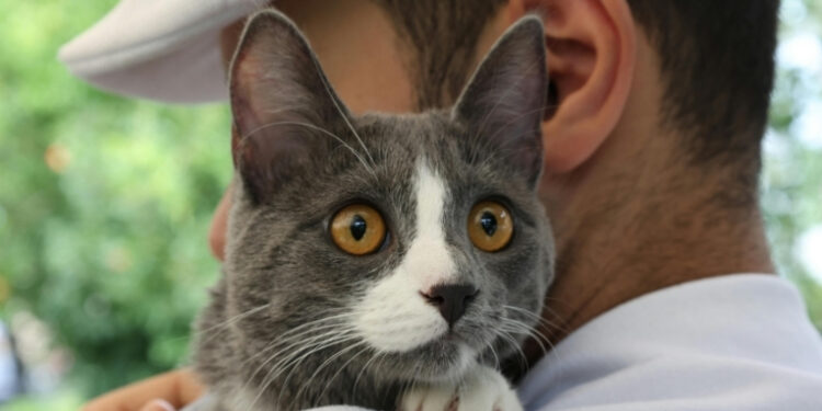 Estudo revela paralelos genéticos entre câncer em gatos e humanos.