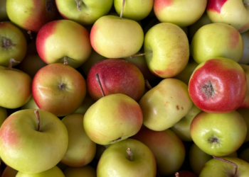 Com a volta às aulas, especialistas orientam pais a priorizar alimentos in natura e minimizar ultraprocessados nas merendas, prevenindo doenças e promovendo hábitos saudáveis desde a infância.