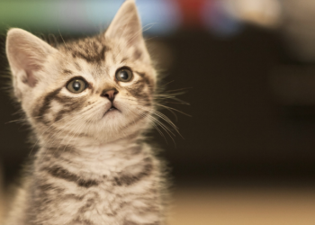 O Caxias Shopping realiza a campanha “Adote um Pet” com a ONG Gatinhos da Praça, incentivando a adoção responsável de cães e gatos. Evento ocorre no sábado, 28/02, das 10h às 14h.