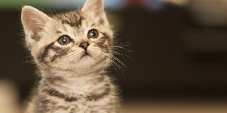 O Caxias Shopping realiza a campanha “Adote um Pet” com a ONG Gatinhos da Praça, incentivando a adoção responsável de cães e gatos. Evento ocorre no sábado, 28/02, das 10h às 14h.