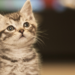 O Caxias Shopping realiza a campanha “Adote um Pet” com a ONG Gatinhos da Praça, incentivando a adoção responsável de cães e gatos. Evento ocorre no sábado, 28/02, das 10h às 14h.