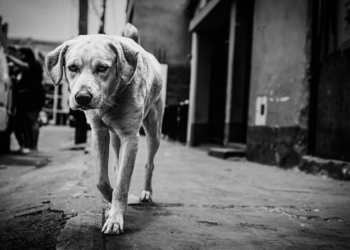 Erika Hilton solicita investigação sobre o Discord após tortura e morte do cão Orelha em Florianópolis, citando casos de crueldade, exploração infantil e violência digital.