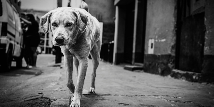 Erika Hilton solicita investigação sobre o Discord após tortura e morte do cão Orelha em Florianópolis, citando casos de crueldade, exploração infantil e violência digital.