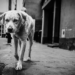 Erika Hilton solicita investigação sobre o Discord após tortura e morte do cão Orelha em Florianópolis, citando casos de crueldade, exploração infantil e violência digital.