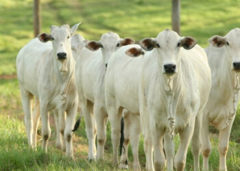 Entenda por que a União Europeia suspendeu parte das importações de produtos animais brasileiros e o que falta para as vendas serem retomadas.