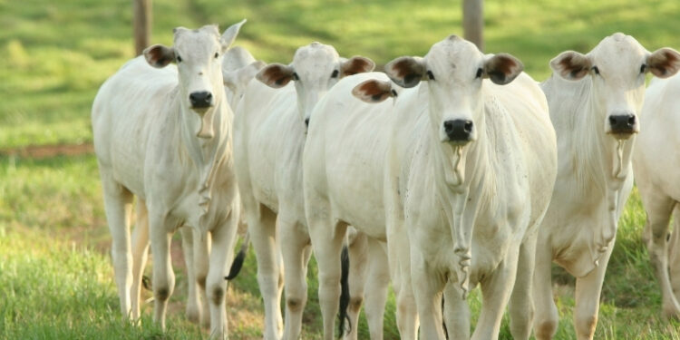 Entenda por que a União Europeia suspendeu parte das importações de produtos animais brasileiros e o que falta para as vendas serem retomadas.