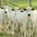 Entenda por que a União Europeia suspendeu parte das importações de produtos animais brasileiros e o que falta para as vendas serem retomadas.