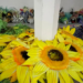 O Projeto Sustenta Carnaval reutiliza fantasias descartadas nas escolas de samba do Rio, gerando empregos, fomentando economia criativa e promovendo sustentabilidade cultural e ambiental.
