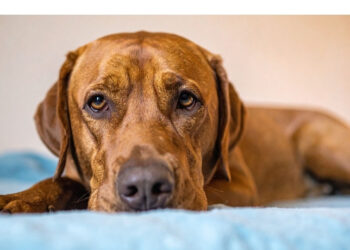 Apatia, isolamento e perda de interesse podem indicar depressão em animais de estimação.