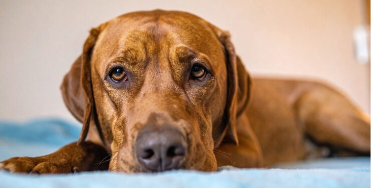 Apatia, isolamento e perda de interesse podem indicar depressão em animais de estimação.