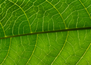 Pesquisa mostra que plantas podem utilizar genes semelhantes aos de bactérias para criar compostos medicinais, como a securinina, acelerando descobertas farmacêuticas e reduzindo impactos ambientais.