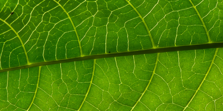 Pesquisa mostra que plantas podem utilizar genes semelhantes aos de bactérias para criar compostos medicinais, como a securinina, acelerando descobertas farmacêuticas e reduzindo impactos ambientais.