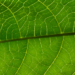Pesquisa mostra que plantas podem utilizar genes semelhantes aos de bactérias para criar compostos medicinais, como a securinina, acelerando descobertas farmacêuticas e reduzindo impactos ambientais.