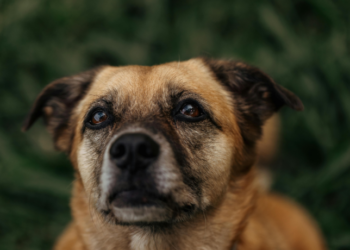 O Ministério Público do Rio de Janeiro lança o Núcleo de Proteção e Defesa dos Animais, que atuará em crimes de maus-tratos, com base no novo Código Estadual de Direito dos Animais.