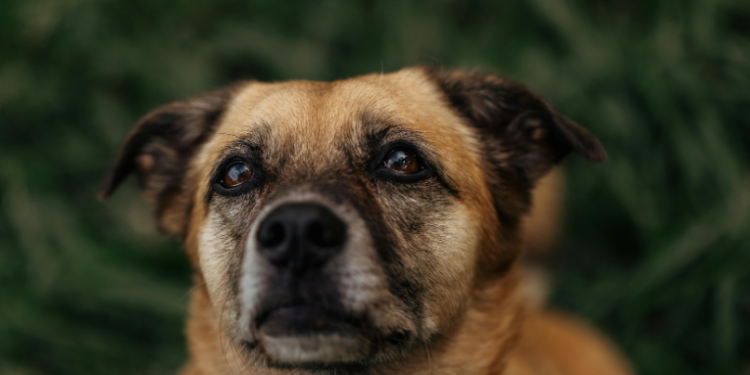 O Ministério Público do Rio de Janeiro lança o Núcleo de Proteção e Defesa dos Animais, que atuará em crimes de maus-tratos, com base no novo Código Estadual de Direito dos Animais.
