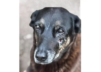 Polícia Civil de SC pede apreensão de passaporte de adolescente investigado pela morte do cão Orelha em Florianópolis. Medida visa impedir saída do país e proteger andamento das investigações.