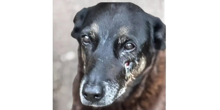 Polícia Civil de SC pede apreensão de passaporte de adolescente investigado pela morte do cão Orelha em Florianópolis. Medida visa impedir saída do país e proteger andamento das investigações.