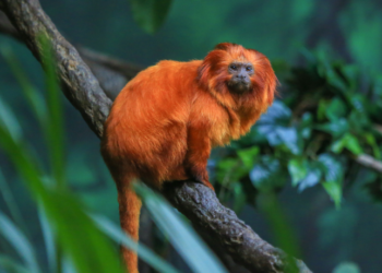Animais silvestres não são domesticados e sofrem ao viver em casas. Especialistas alertam para riscos à saúde, sofrimento animal e impactos ambientais.