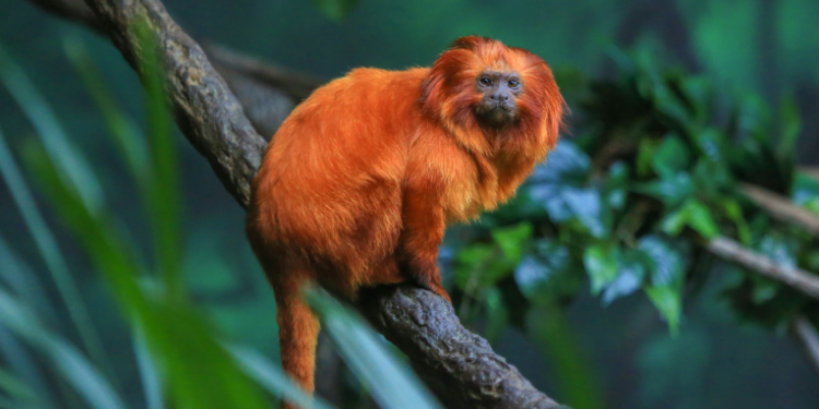Animais silvestres não são domesticados e sofrem ao viver em casas. Especialistas alertam para riscos à saúde, sofrimento animal e impactos ambientais.