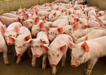 Embrapa desenvolve sistema Sistrates que transforma dejetos de suínos em água reutilizável, gerando fertilizantes e energia, e reduzindo o impacto ambiental da suinocultura.