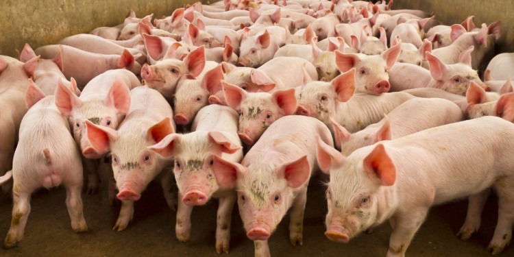 Embrapa desenvolve sistema Sistrates que transforma dejetos de suínos em água reutilizável, gerando fertilizantes e energia, e reduzindo o impacto ambiental da suinocultura.