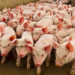 Embrapa desenvolve sistema Sistrates que transforma dejetos de suínos em água reutilizável, gerando fertilizantes e energia, e reduzindo o impacto ambiental da suinocultura.