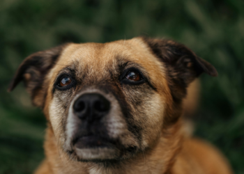 Projeto de Lei 6.191/2025, que institui o Estatuto dos Cães e Gatos, prevê penas de até 10 anos para maus-tratos e estabelece regras de proteção, adoção e bem-estar animal.
