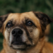 Projeto de Lei 6.191/2025, que institui o Estatuto dos Cães e Gatos, prevê penas de até 10 anos para maus-tratos e estabelece regras de proteção, adoção e bem-estar animal.