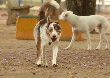 Levar animais de estimação para o Carnaval pode causar estresse, medo e riscos de saúde. Especialistas orientam manter pets em ambientes seguros e tranquilos durante a folia.