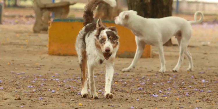 Levar animais de estimação para o Carnaval pode causar estresse, medo e riscos de saúde. Especialistas orientam manter pets em ambientes seguros e tranquilos durante a folia.