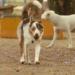 Levar animais de estimação para o Carnaval pode causar estresse, medo e riscos de saúde. Especialistas orientam manter pets em ambientes seguros e tranquilos durante a folia.