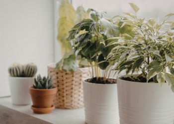 Plantas naturais em casa reduzem estresse, melhoram a qualidade do sono e aumentam sensação de bem-estar. Especialistas explicam como integrar vegetação ao lar de forma saudável e eficiente.