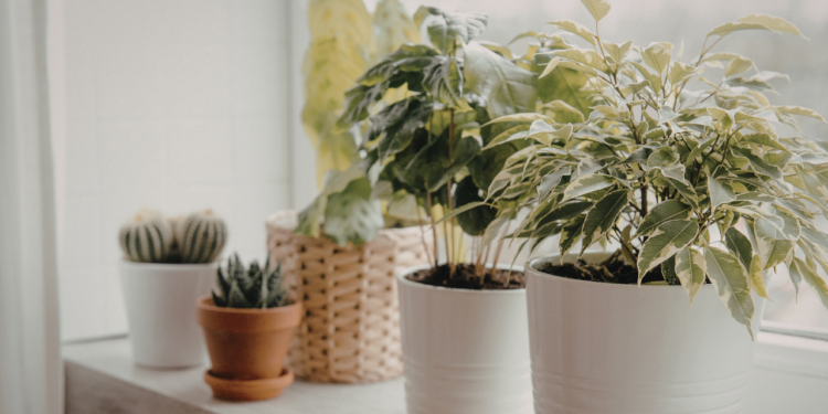 Plantas naturais em casa reduzem estresse, melhoram a qualidade do sono e aumentam sensação de bem-estar. Especialistas explicam como integrar vegetação ao lar de forma saudável e eficiente.