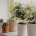 Plantas naturais em casa reduzem estresse, melhoram a qualidade do sono e aumentam sensação de bem-estar. Especialistas explicam como integrar vegetação ao lar de forma saudável e eficiente.