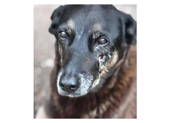 O Hospital Veterinário Municipal Leste, renomeado “Cão Orelha”, passou a funcionar 24 horas em São Paulo, oferecendo consultas, exames, cirurgias e atendimento de emergência para animais.
