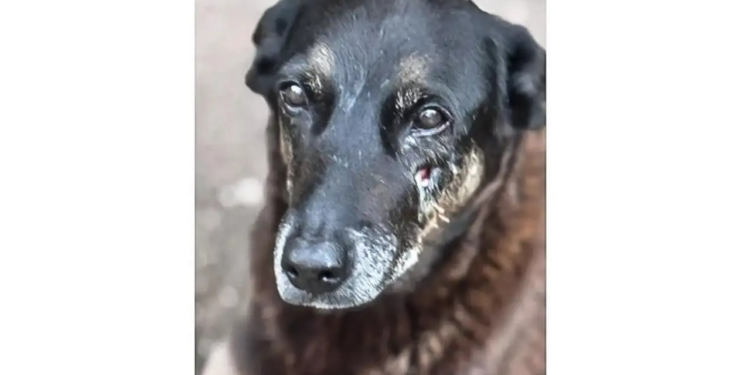 O Hospital Veterinário Municipal Leste, renomeado “Cão Orelha”, passou a funcionar 24 horas em São Paulo, oferecendo consultas, exames, cirurgias e atendimento de emergência para animais.