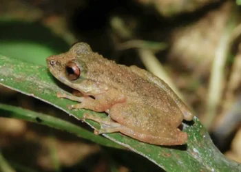 Pesquisadores identificam nova perereca endêmica do Cerrado mineiro; descoberta destaca risco ambiental na bacia do Rio Paracatu