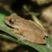Pesquisadores identificam nova perereca endêmica do Cerrado mineiro; descoberta destaca risco ambiental na bacia do Rio Paracatu