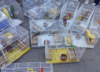 Operação em Duque de Caxias prende três suspeitos por venda ilegal de animais e resgata cerca de 50 espécies silvestres.