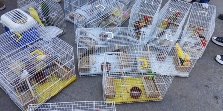 Operação em Duque de Caxias prende três suspeitos por venda ilegal de animais e resgata cerca de 50 espécies silvestres.