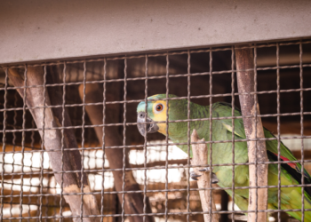 O esquema teria ramificações internacionais e utilizaria rotas clandestinas para transportar os animais.