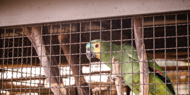 O esquema teria ramificações internacionais e utilizaria rotas clandestinas para transportar os animais.