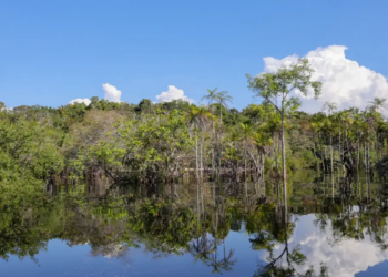 Governo federal mobiliza R$ 179 bilhões para projetos de transição ecológica no Brasil desde 2023. Recursos vêm do Fundo Clima e do programa Eco Invest Brasil para financiar sustentabilidade e inovação verde.