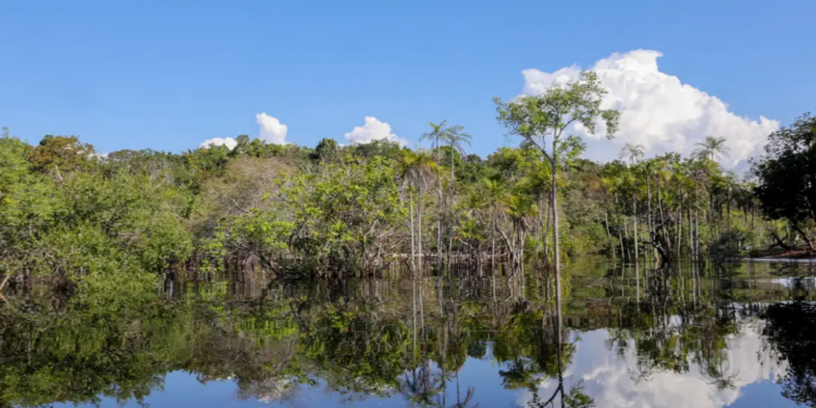 Governo federal mobiliza R$ 179 bilhões para projetos de transição ecológica no Brasil desde 2023. Recursos vêm do Fundo Clima e do programa Eco Invest Brasil para financiar sustentabilidade e inovação verde.